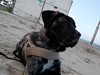 italian cane corso sea